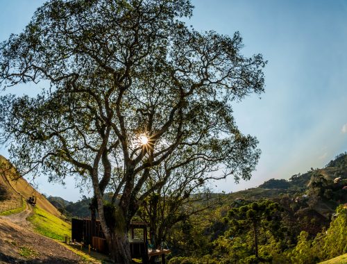 Container transformado em chalé posicionado entre duas árvores no topo de uma montanha verde em um dia ensolarado